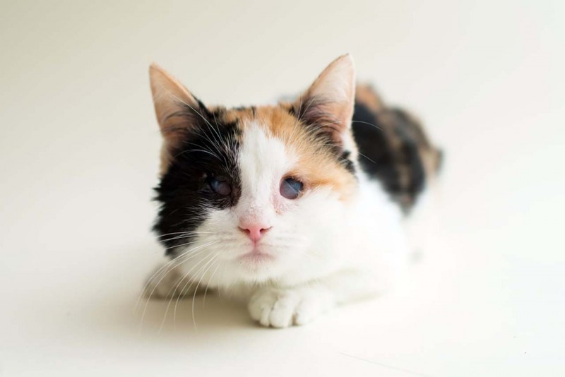 Безглазая кошка