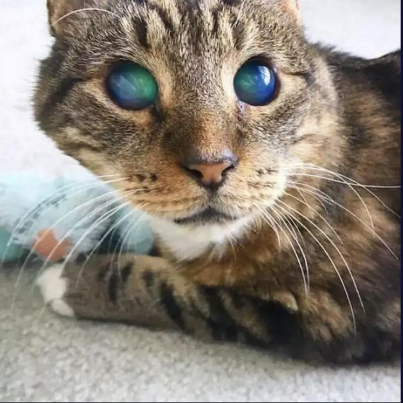 Кот с необычными глазами