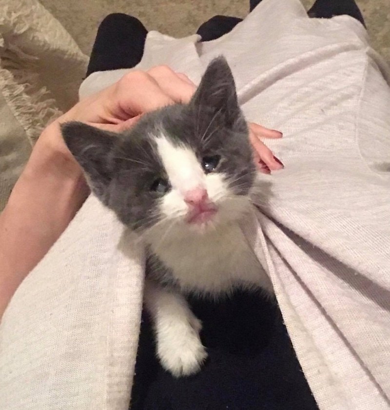 Слепые коты с рождения