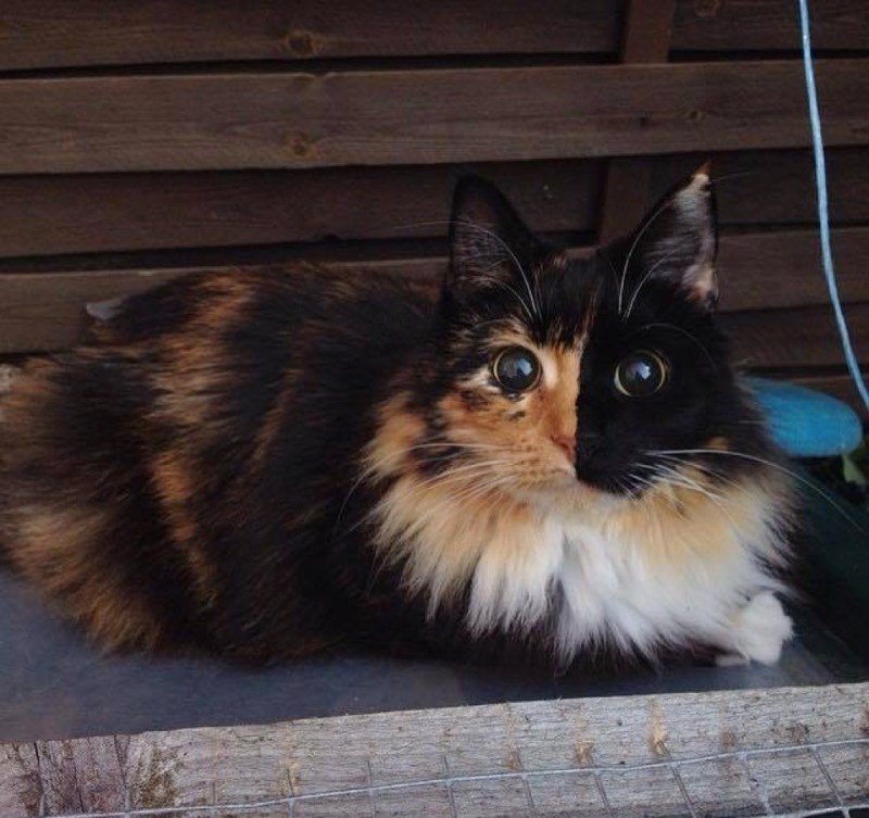 Химеризм у кошек