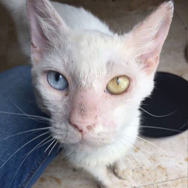 Коты с больными глазами