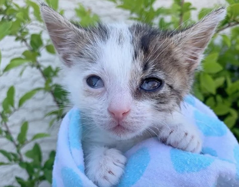 Котики без глаза милые