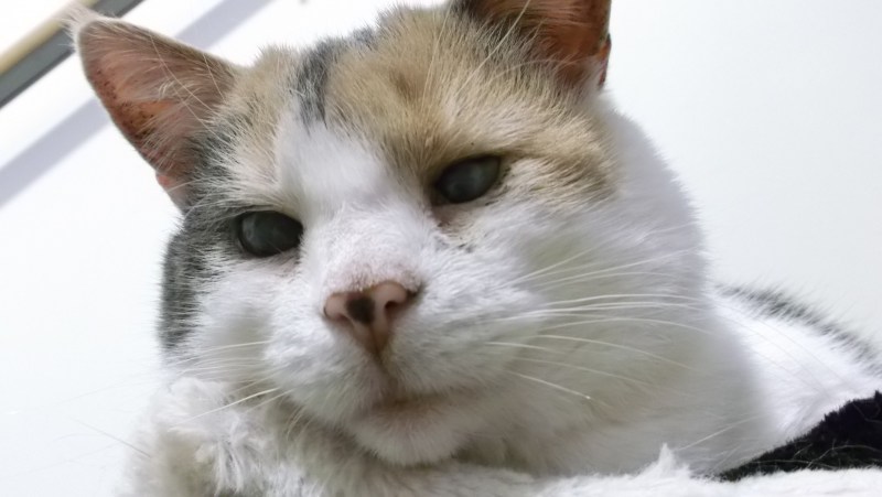 Полностью слепая кошка