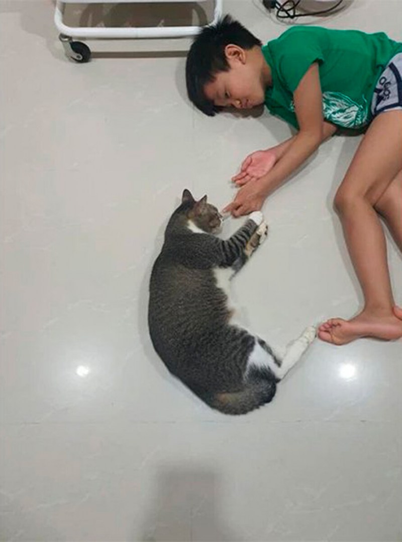 Кошка ослепла