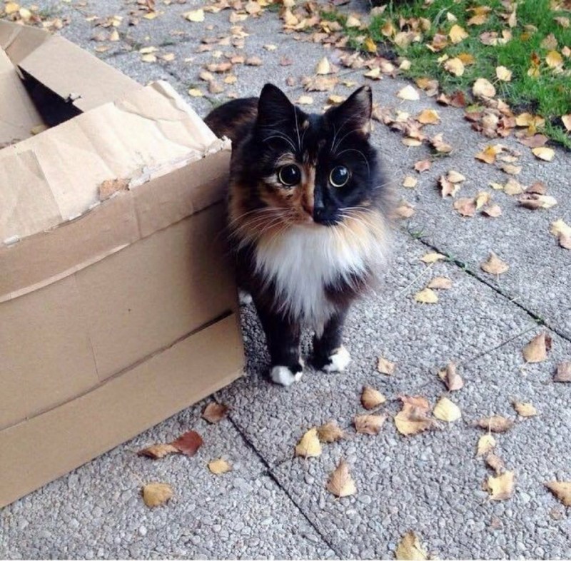 Бездомные кошки