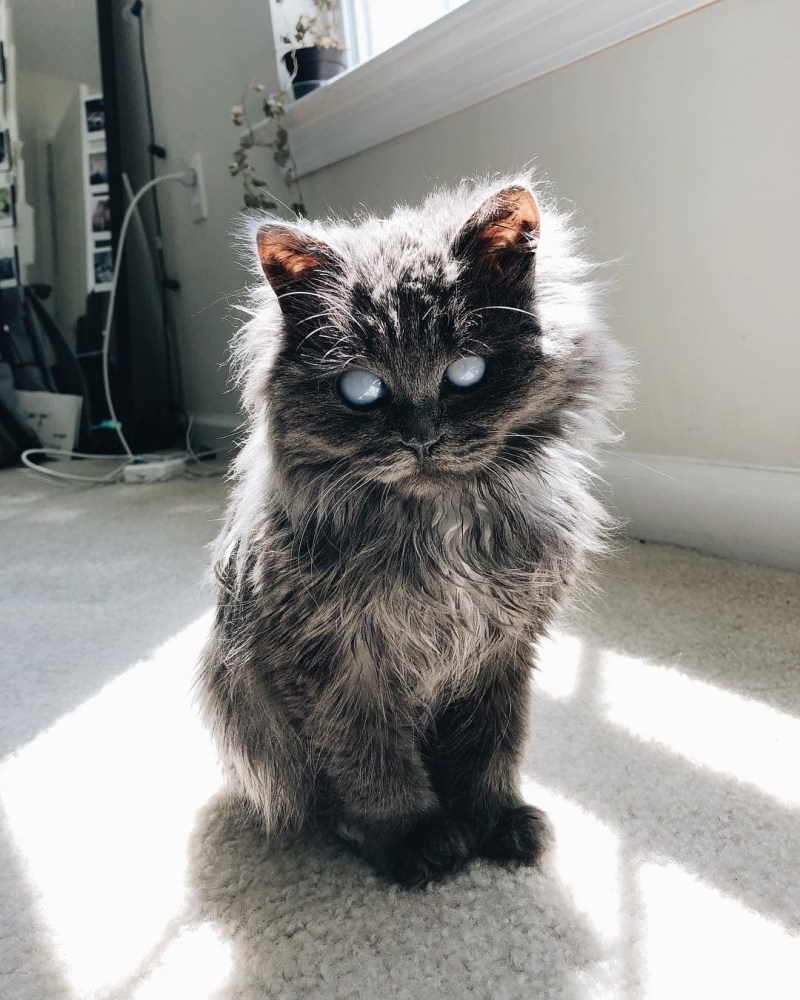 Странный кот