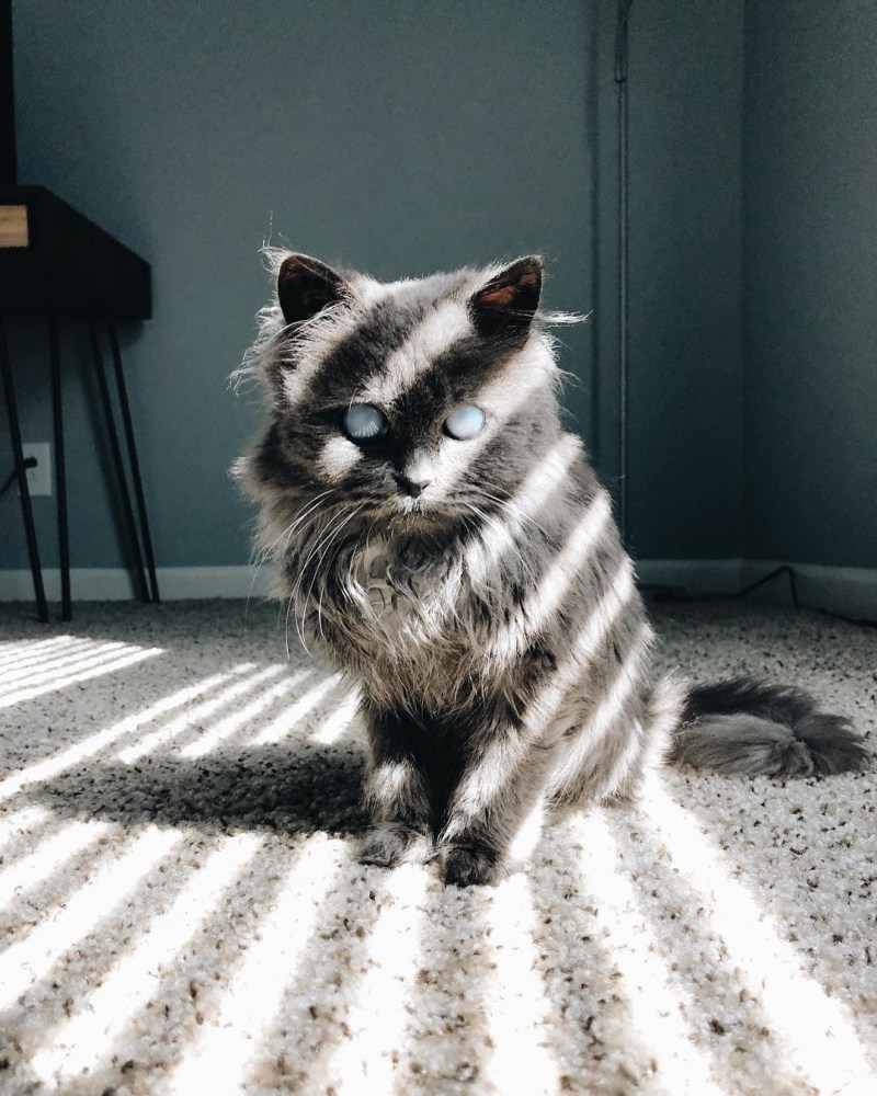 Кот Мерлин