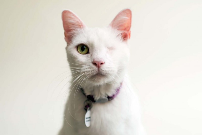 Кошка с одним глазом