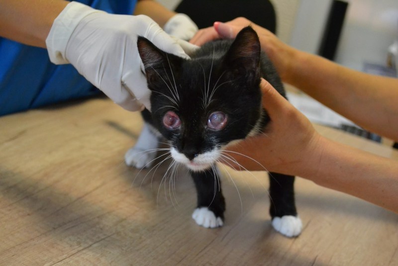 Котенок слепой на один глаз