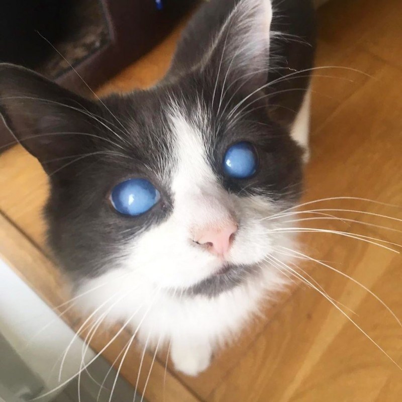 Слепой глаз у кота