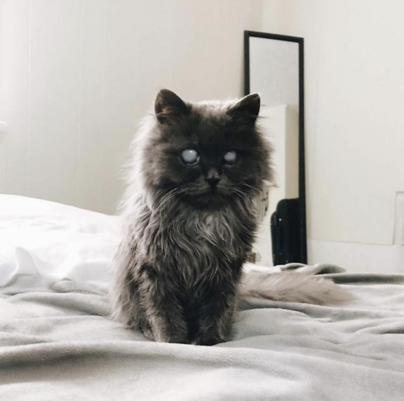 Кот Мерлин