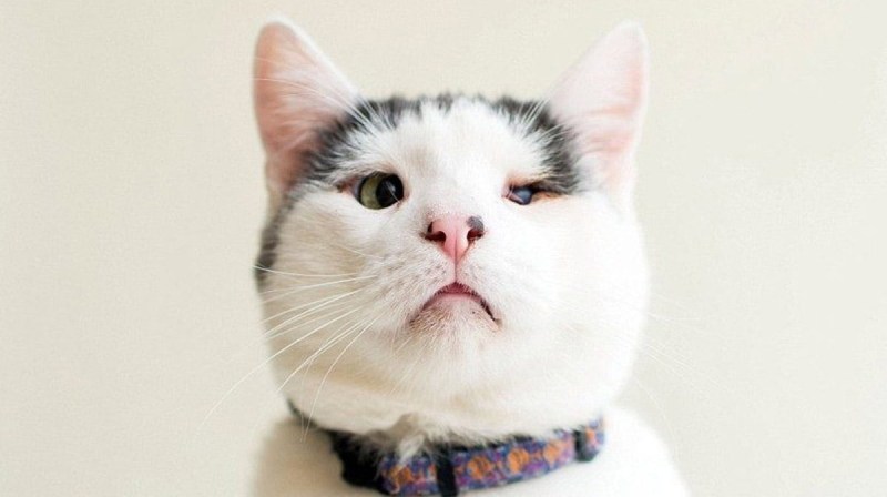 Безглазый кот