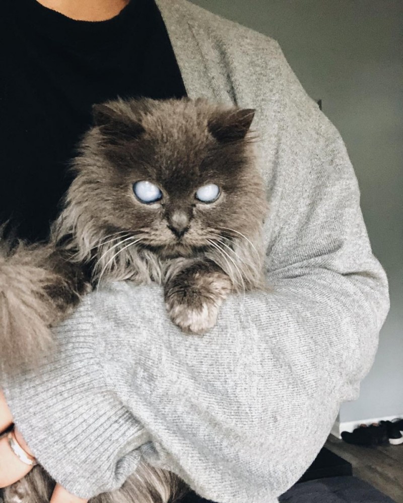 Слепой котенок Мерлин