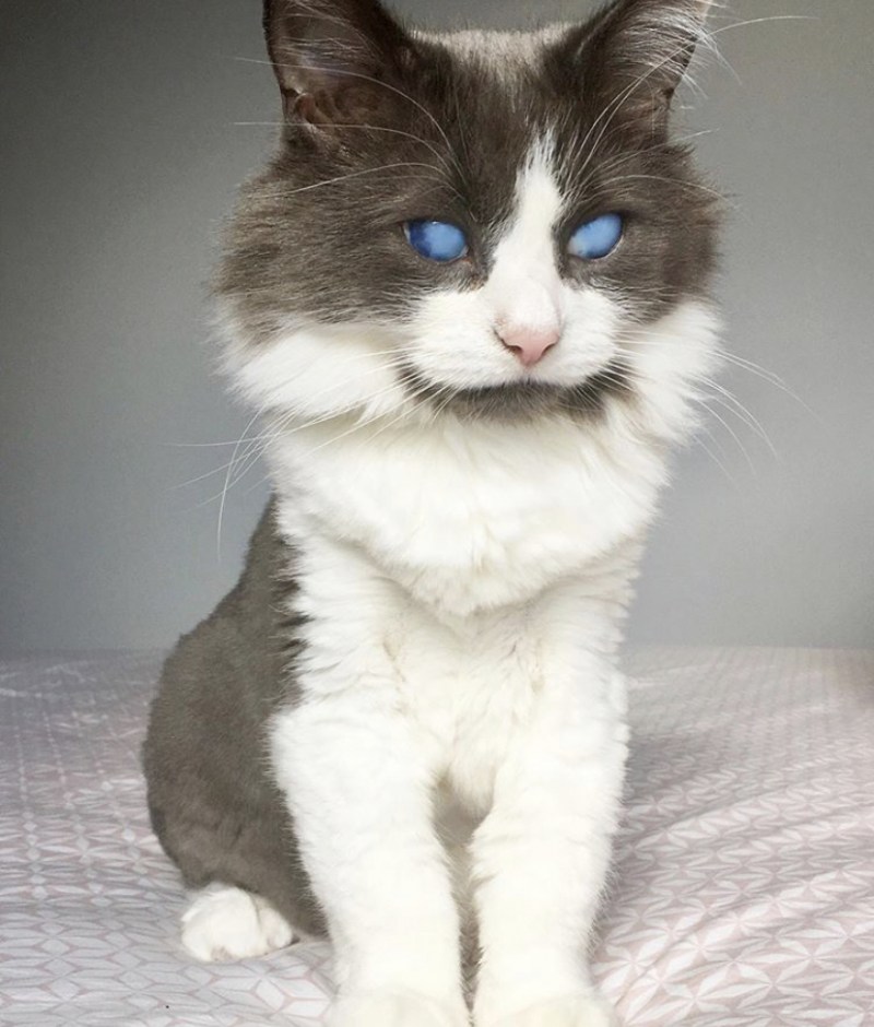Кот без зрачков