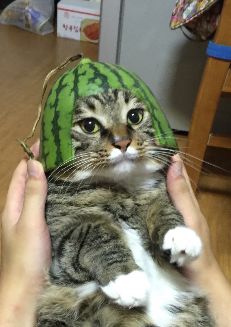 Дракон ли кот
