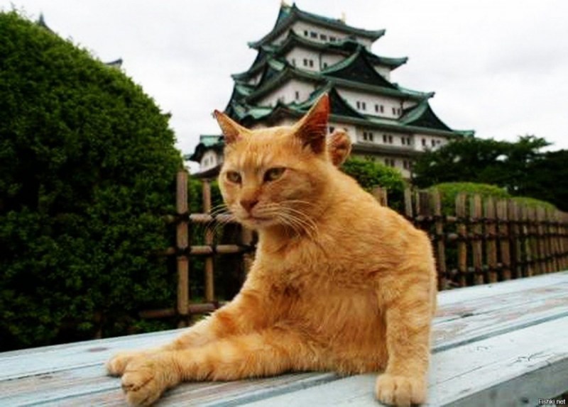 Мао Цзэдун Мао Мао Мао Мао и коты