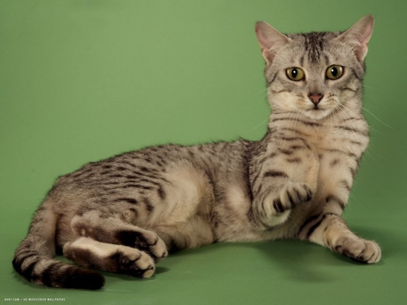 Китайский кот серый