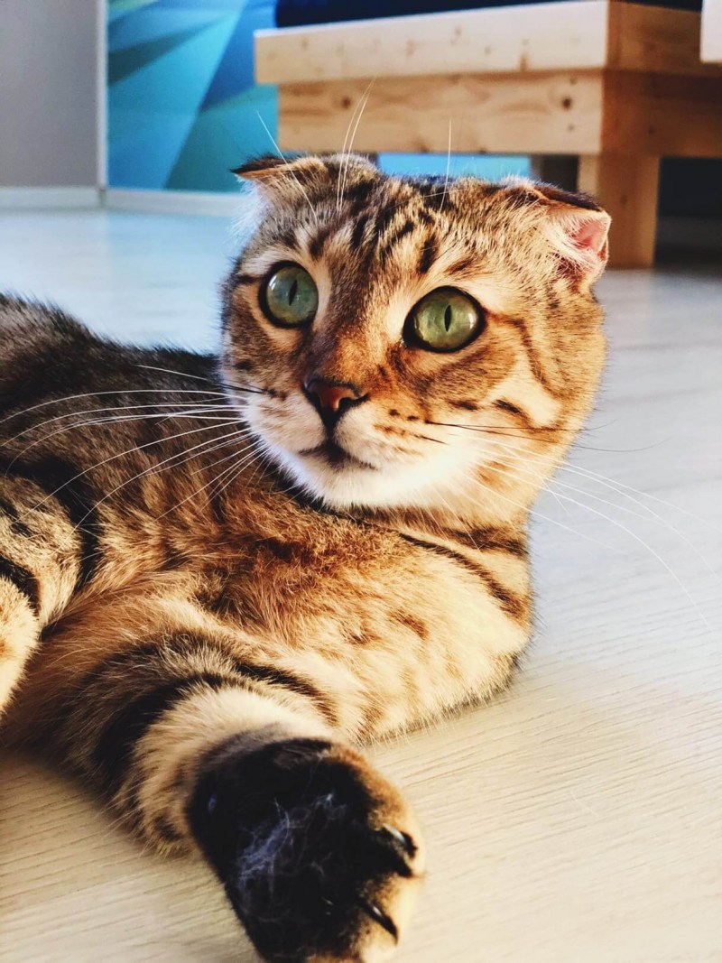 Китайская кошка
