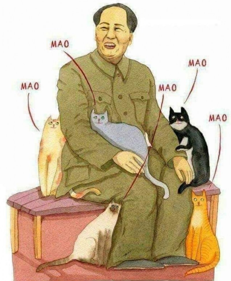 Кошка в китайской рекламе машины