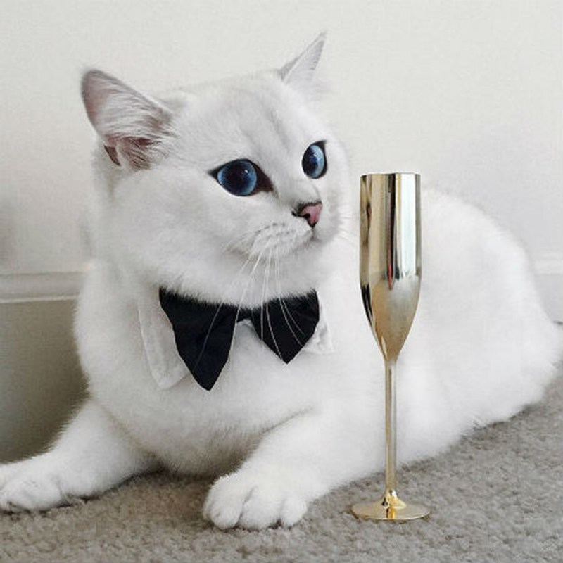 Голубоглазый кот Коби