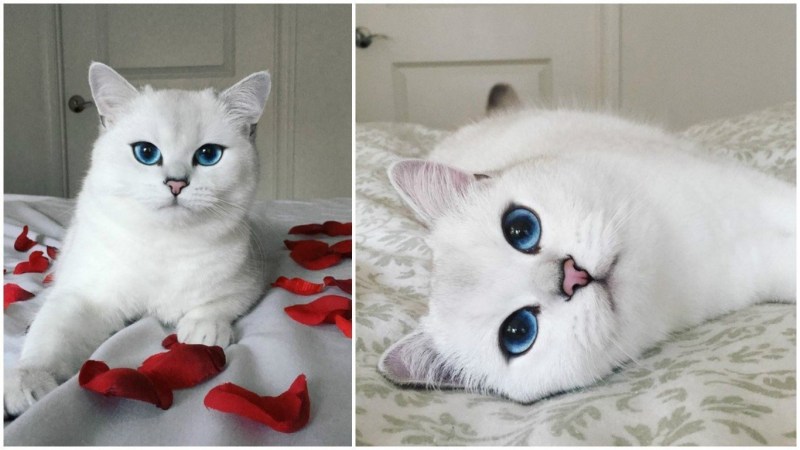 Коби кот