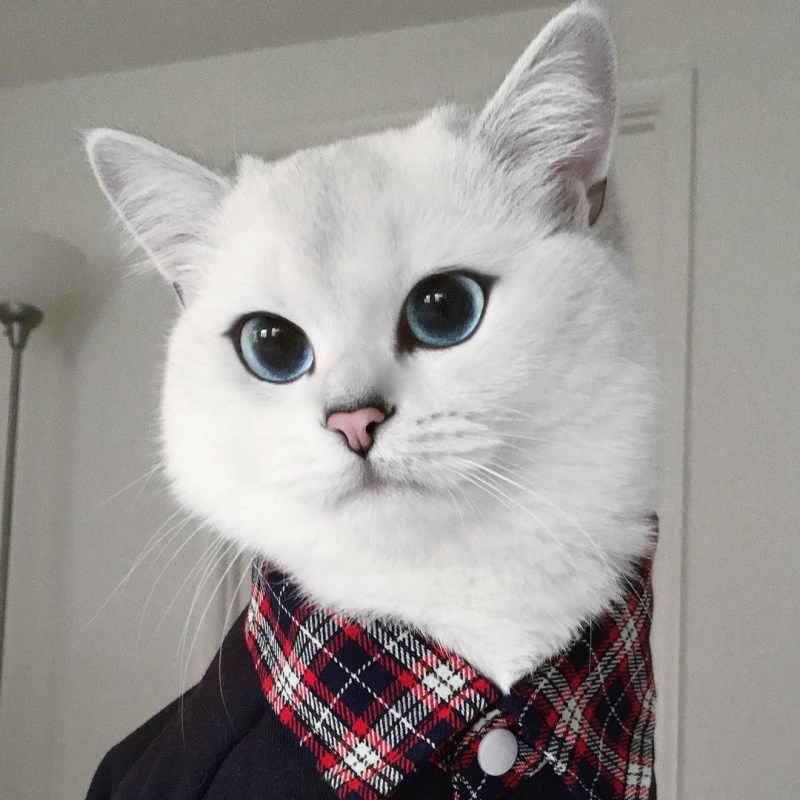 Британский короткошёрстный кот Коби