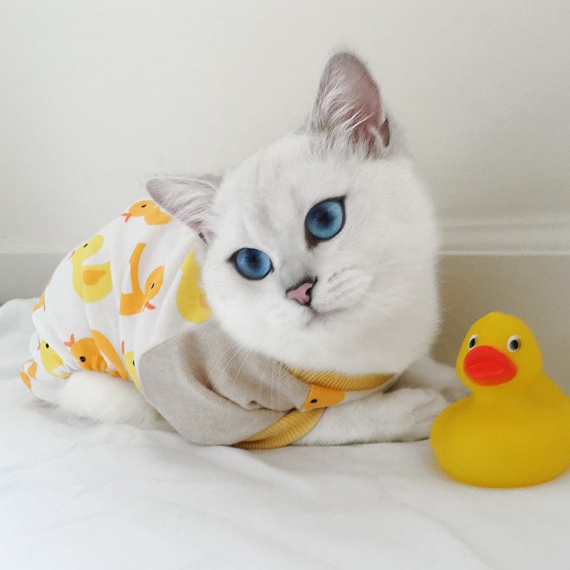 Британский короткошёрстный кот Коби