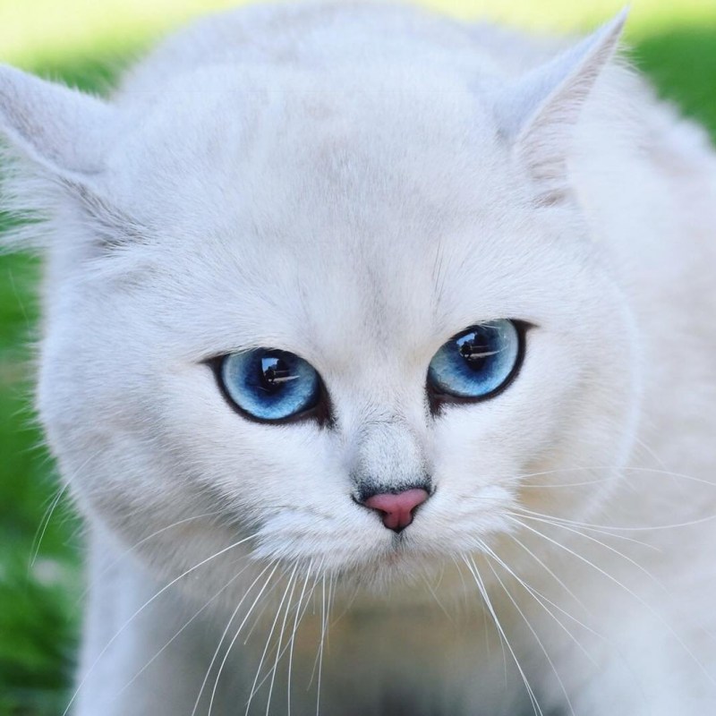 Британский кот Коби