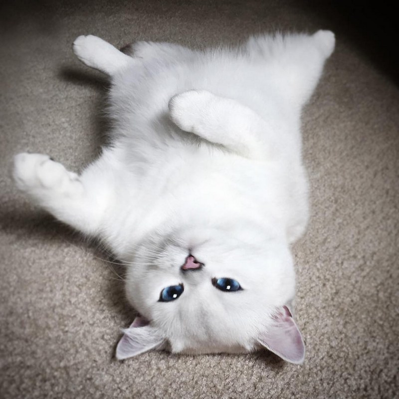 Котята Коби маленькие