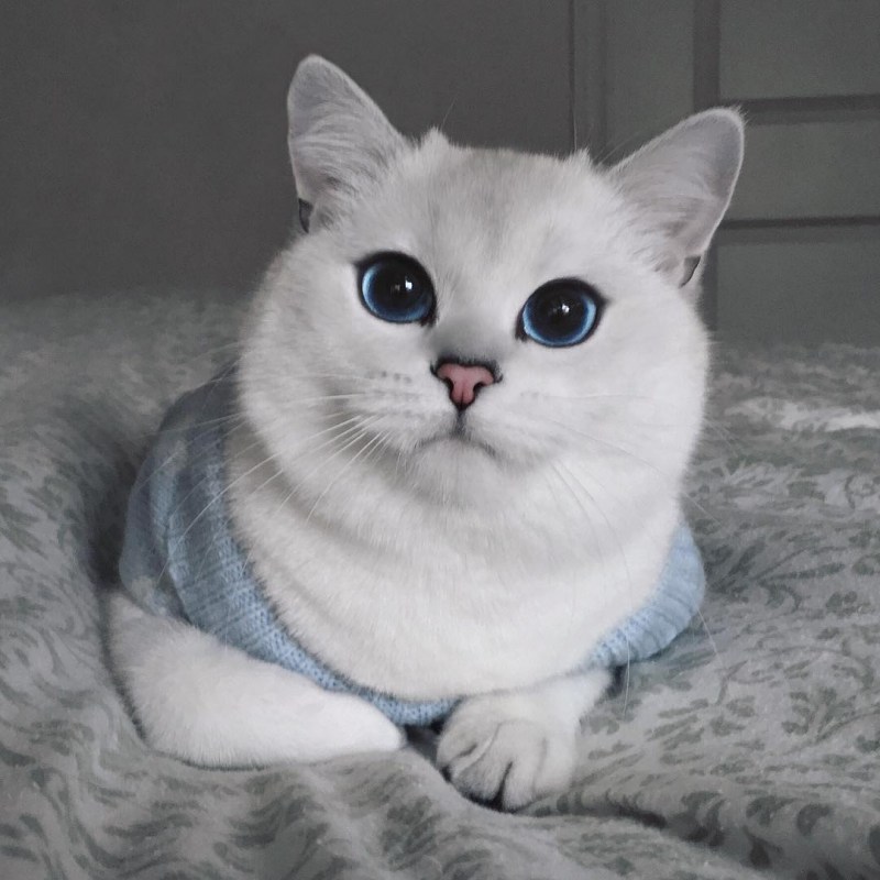 Британский кот Коби