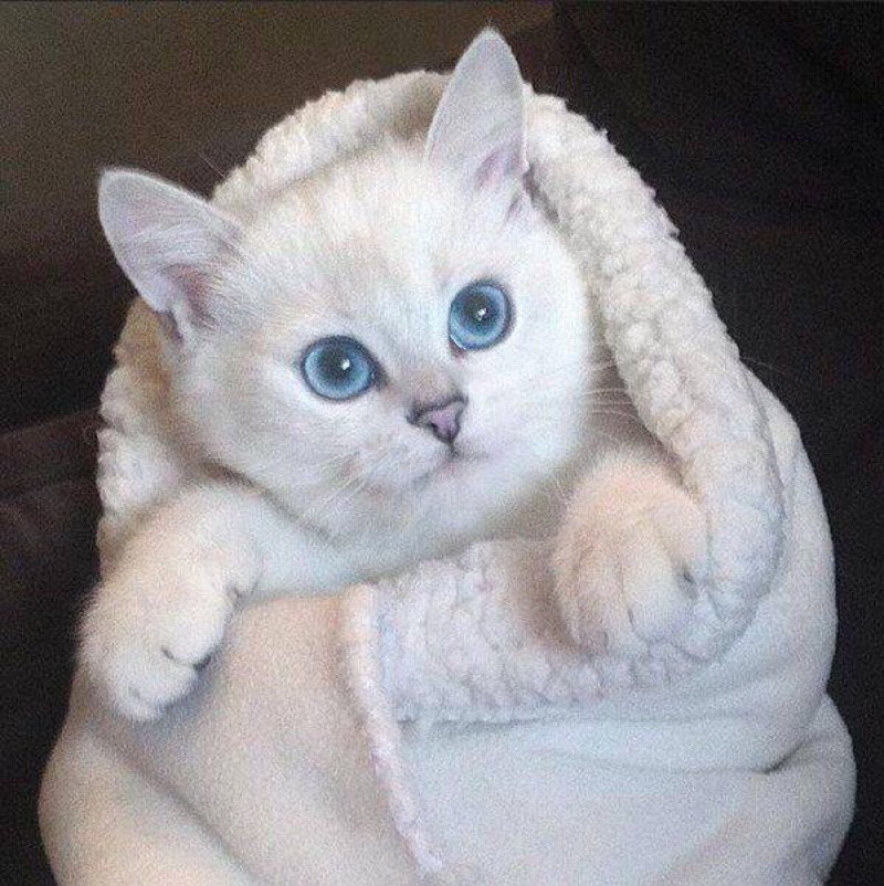 Британская шиншилла Коби котята