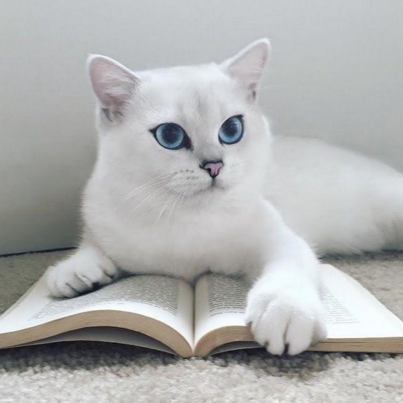 Шиншилла Пойнт Коби