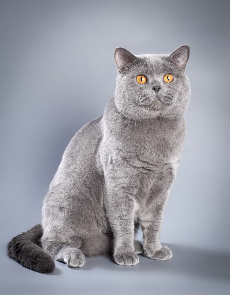 Голубой британец кот