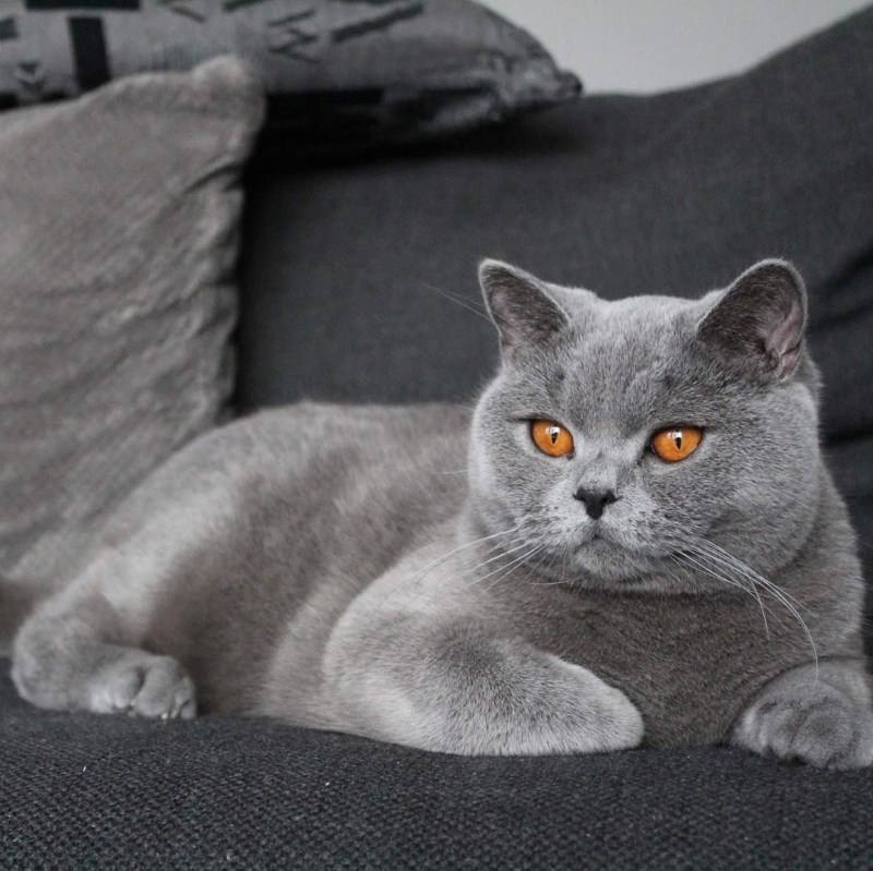 Шотландская короткошёрстная кошка голубая