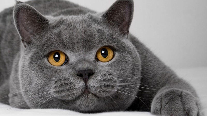 Британская кошка короткошерстная серая