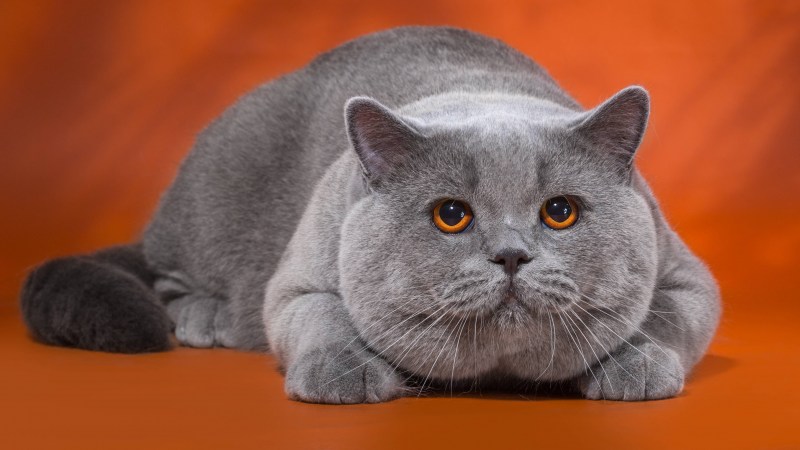 Голубой британец кот