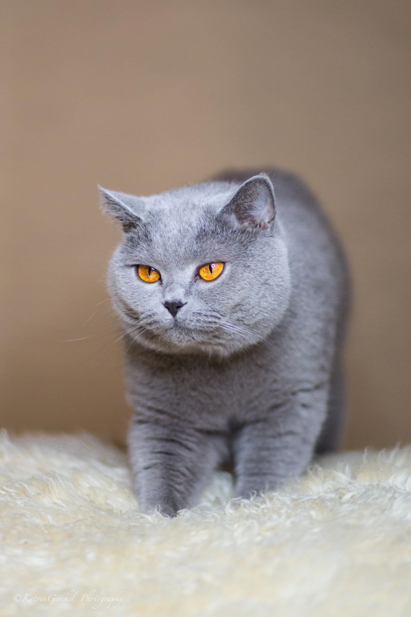 Британская короткошёрстная кошка