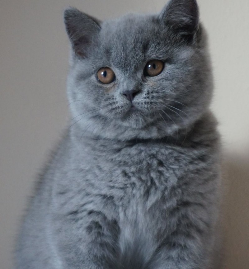 Кошка голубой британец