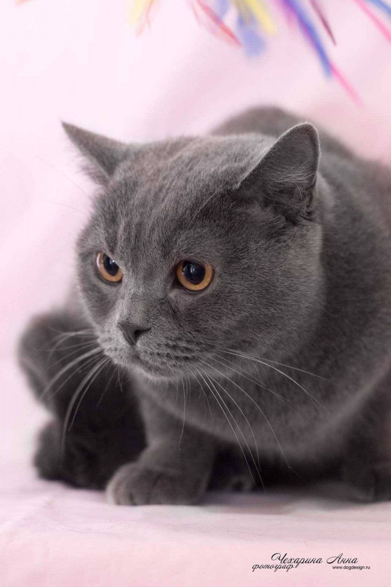 Британская короткошёрстная кошка голубая котята