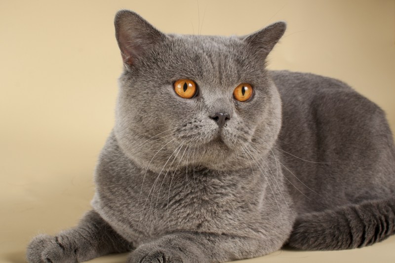 Британская кошка короткошерстная серая