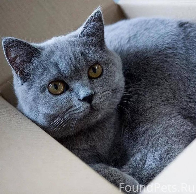 Британская короткошёрстная кошка голубая