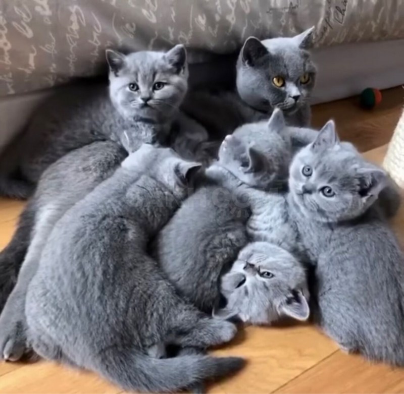 Бритиш Блю кот