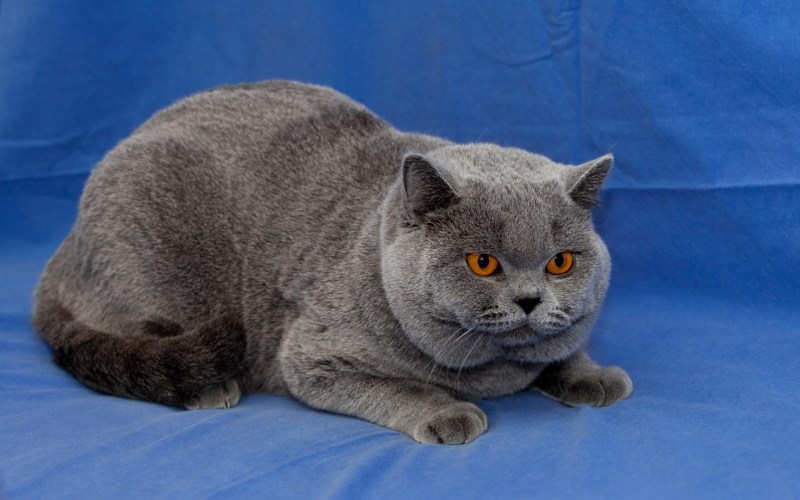 Кошка голубой британец