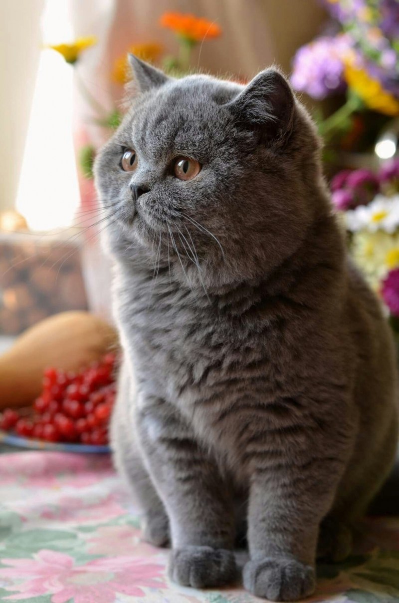 Британская прямоухая короткошерстная