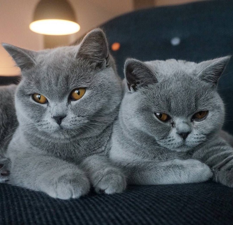 Сибирский голубая кошка короткошерстная