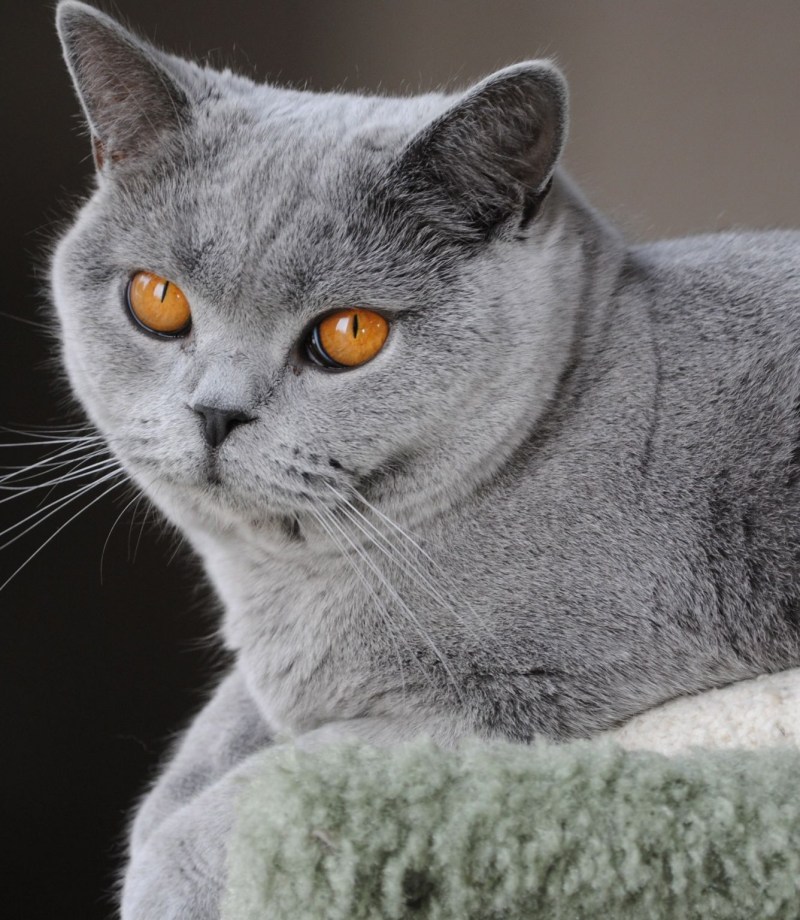 Голубую великобританскую кошку