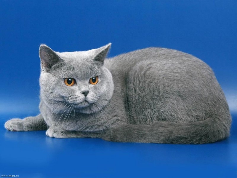 Британская короткошёрстная кошка