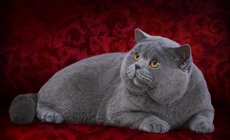 Британская короткошёрстная кошка голубая