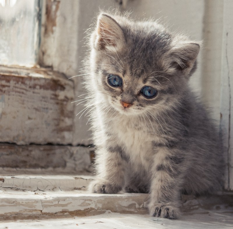 Милые грустные котята