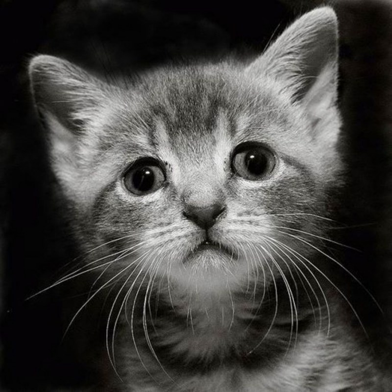 Печальный котенок
